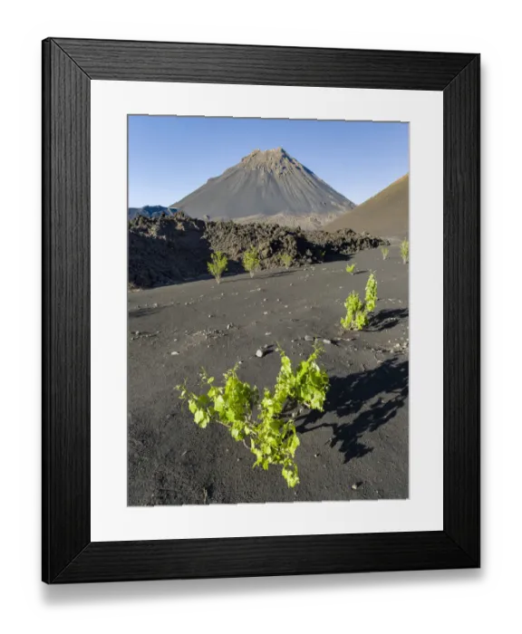 Framed Print : Traditional viniculture in the Cha de Caldeiras. Stratovolcano mount Pico do Fogo