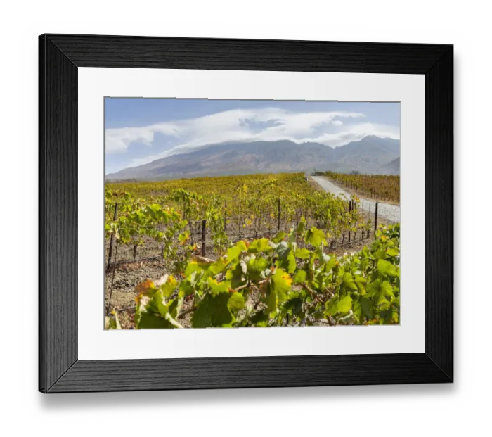 Framed Print : Modern viniculture at winery Maria Chaves. Fogo Island (Ilha do Fogo)