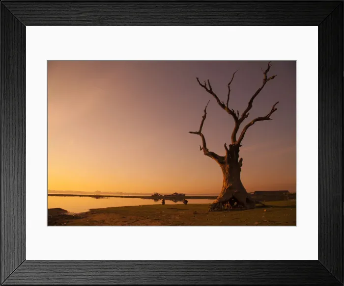 Framed Print : Lone tree in Myanmar Framed Print : Lone tree in Myanmar