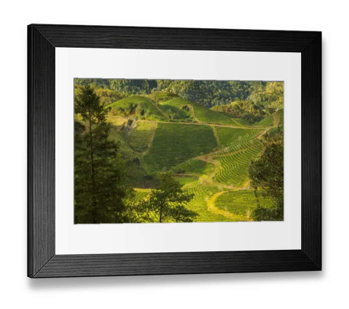 Framed Print : View of the rice fields and harvest, Sapa, Vietnam Framed Print : View of the rice fields and harvest, Sapa, Vietnam