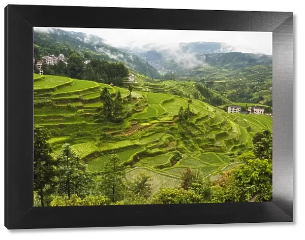 Rice paddy in the mountain, Zhaoxing, Guizhou Province, China