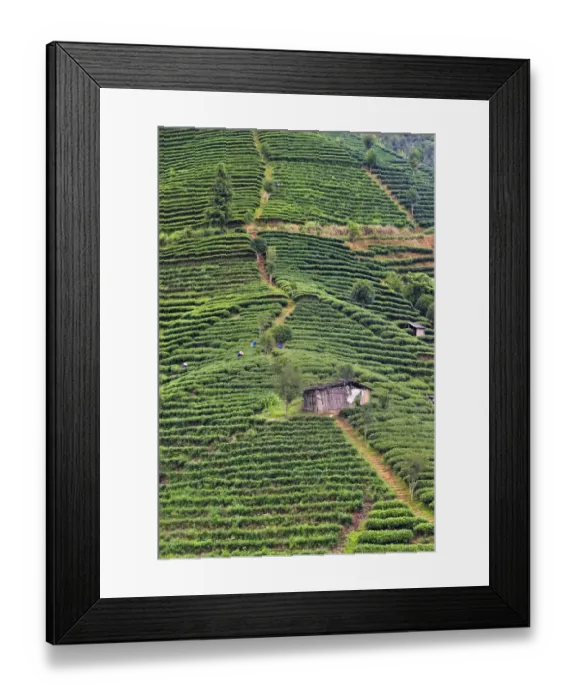 Framed Print : Tea plantation, Sanjiang, Guangxi Province, China