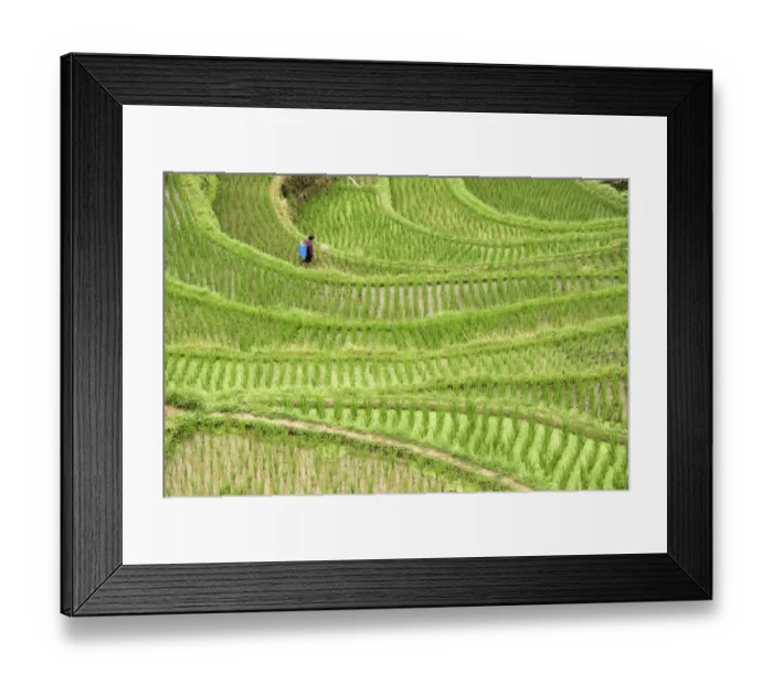 Framed Print : Farmer fertilizing on rice terrace in the mountain, Jiabang, Guizhou Province, China