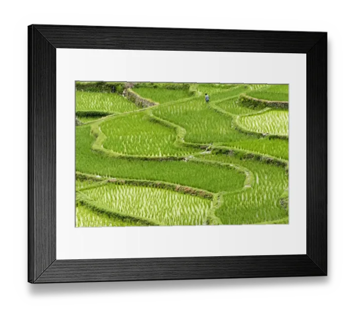 Framed Print : Rice paddy in the mountain, Zhaoxing, Guizhou Province, China Framed Print : Rice paddy in the mountain, Zhaoxing, Guizhou Province, China