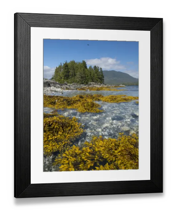 Framed Print : Canada, British Columbia, Pacific Rim National Park. Broken Islands Marine Park