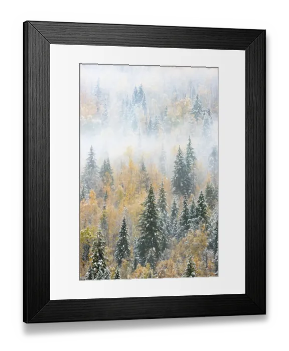 Framed Print : British Columbia, Canada. Early morning fog in a mixed tree forest Framed Print : British Columbia, Canada. Early morning fog in a mixed tree forest