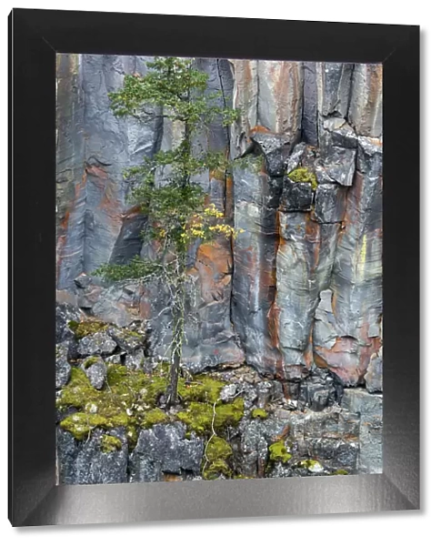 Canada, British Columbia. Basalt cliff with vegetation at Helmcken Falls