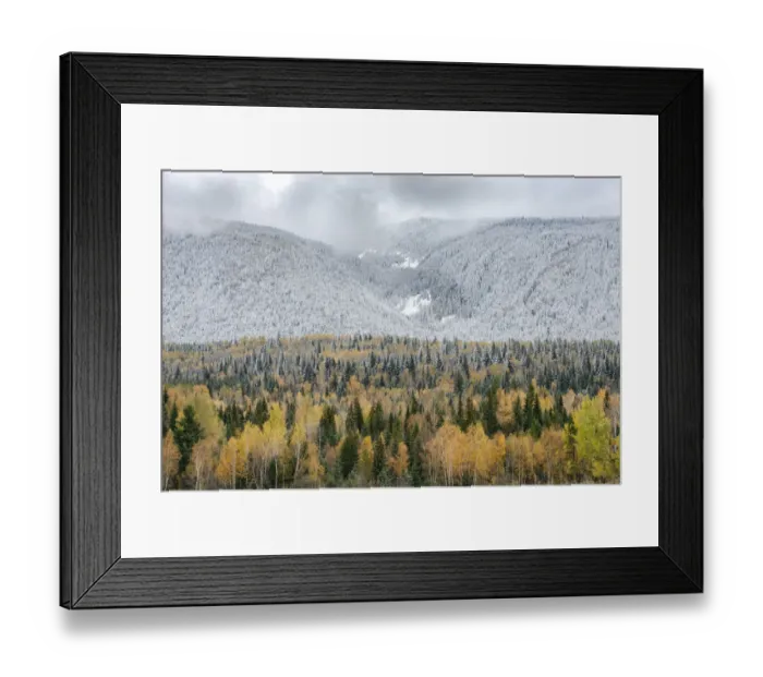 Framed Print : British Columbia, Canada. Mixed tree forest with light dusting of snow Framed Print : British Columbia, Canada. Mixed tree forest with light dusting of snow