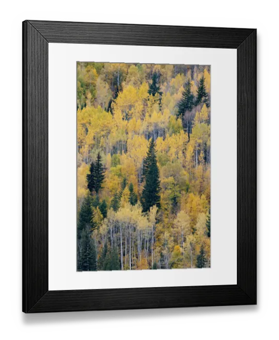Framed Print : Canada, British Columbia. Autumn aspen and pines, Wells-Gray Provincial Park Framed Print : Canada, British Columbia. Autumn aspen and pines, Wells-Gray Provincial Park