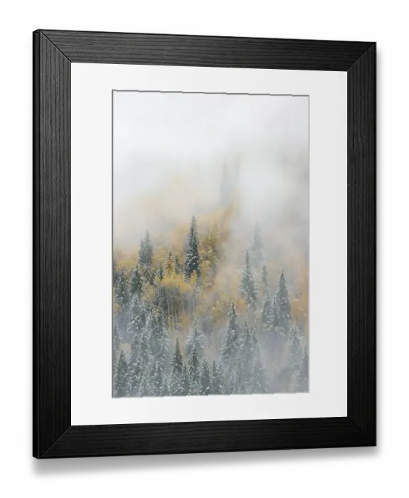 Framed Print : Canada, British Columbia. Early morning fog in a mixed tree forest Framed Print : Canada, British Columbia. Early morning fog in a mixed tree forest