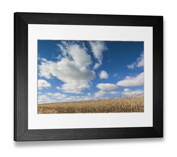 Framed Print : Canada, Nova Scotia, Annapolis Valley, Wolfville. Agricultural field in autumn Framed Print : Canada, Nova Scotia, Annapolis Valley, Wolfville. Agricultural field in autumn