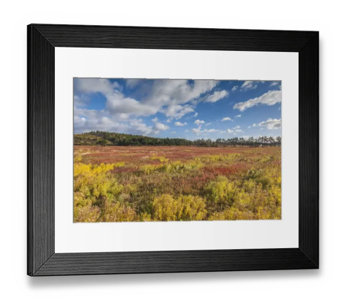 Framed Print : Canada, Nova Scotia, Advocate Harbour. Blueberry field in autumn Framed Print : Canada, Nova Scotia, Advocate Harbour. Blueberry field in autumn