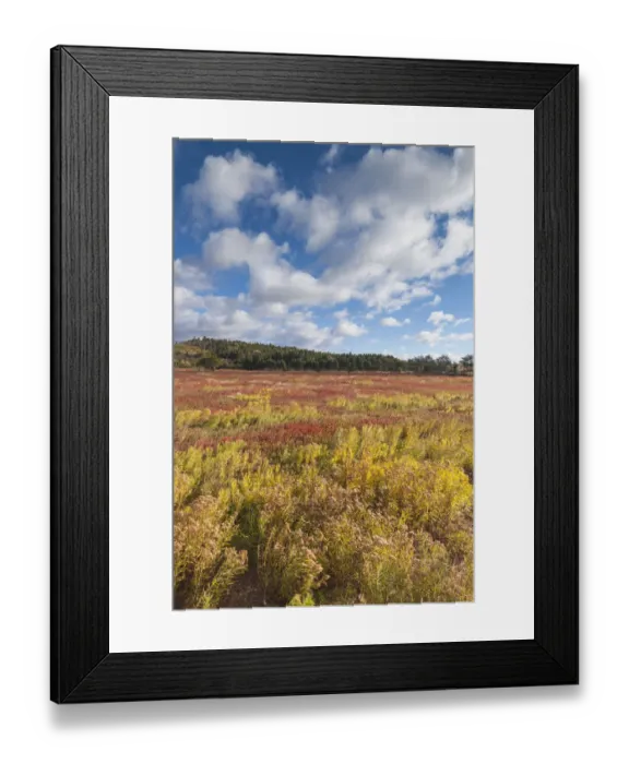 Framed Print : Canada, Nova Scotia, Advocate Harbour. Blueberry field in autumn Framed Print : Canada, Nova Scotia, Advocate Harbour. Blueberry field in autumn