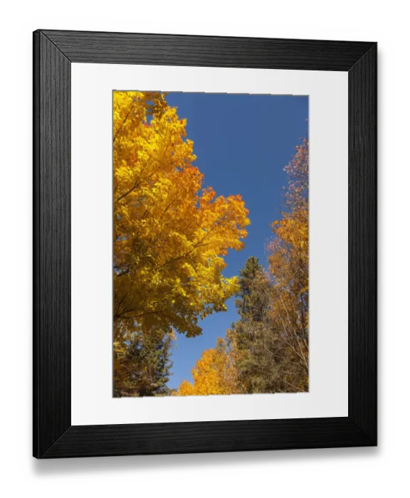 Framed Print : Canada, Prince Edward Island, Tyne Valley autumn foliage Framed Print : Canada, Prince Edward Island, Tyne Valley autumn foliage
