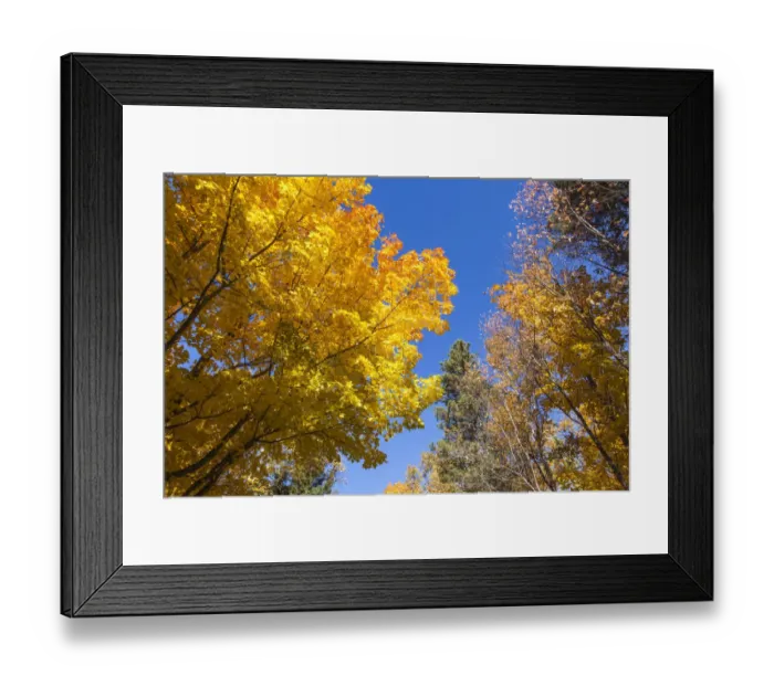 Framed Print : Canada, Prince Edward Island, Tyne Valley autumn foliage Framed Print : Canada, Prince Edward Island, Tyne Valley autumn foliage