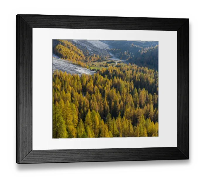 Framed Print : Golden larches (larix) in Val Venegia. Pale di San Martino in the Dolomites of Trentino Framed Print : Golden larches (larix) in Val Venegia. Pale di San Martino in the Dolomites of Trentino