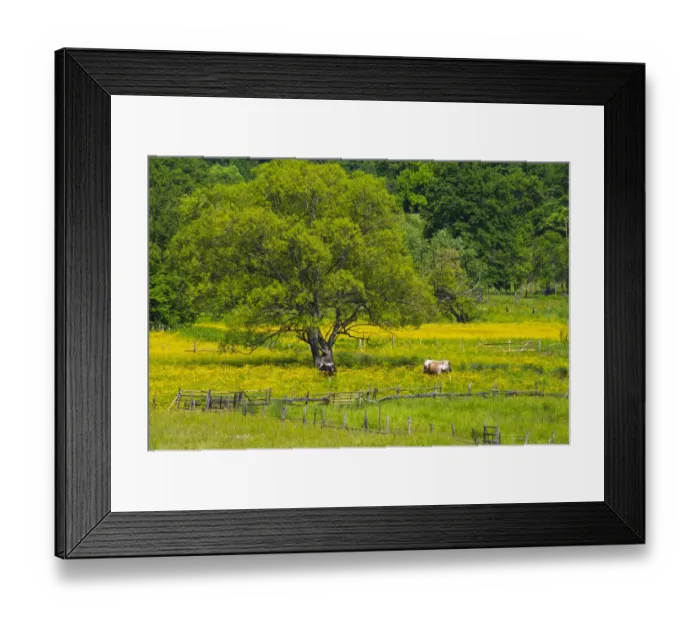 Framed Print : Village and cattle grazing on meadow, southern Bosnia and Herzegovina Framed Print : Village and cattle grazing on meadow, southern Bosnia and Herzegovina