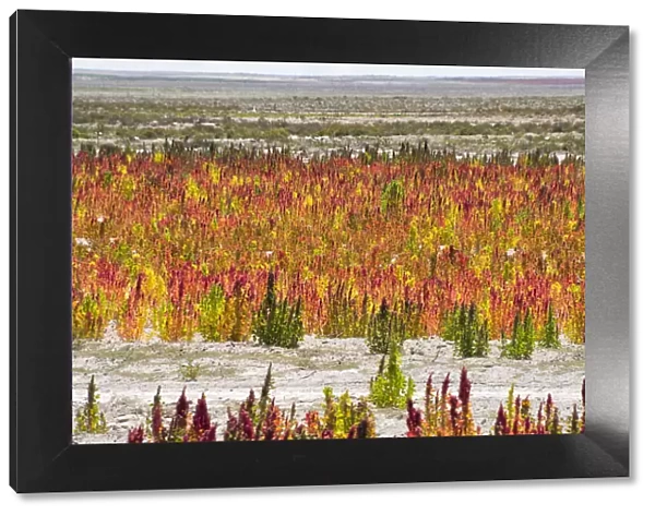 Quinoa field plantation, Uyuni, Potosi Department, Bolivia