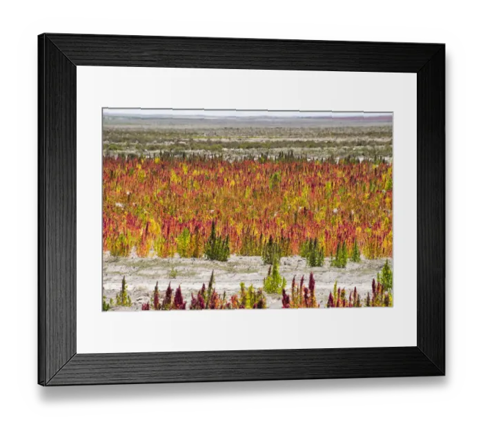 Framed Print : Quinoa field plantation, Uyuni, Potosi Department, Bolivia