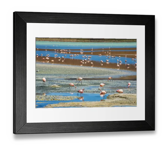 Framed Print : Flamingos in Laguna Hedionda, Potosi Department, Bolivia Framed Print : Flamingos in Laguna Hedionda, Potosi Department, Bolivia