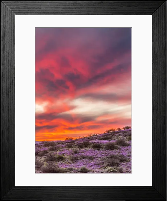 Framed Print : USA, Arizona, Globe, Round Mountain Park. Sunset on desert super bloom Framed Print : USA, Arizona, Globe, Round Mountain Park. Sunset on desert super bloom