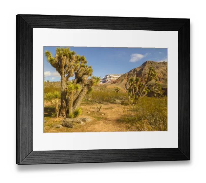 Framed Print : USA, Arizona, Virgin River Canyon Recreation Area. Joshua trees and snow on mountain