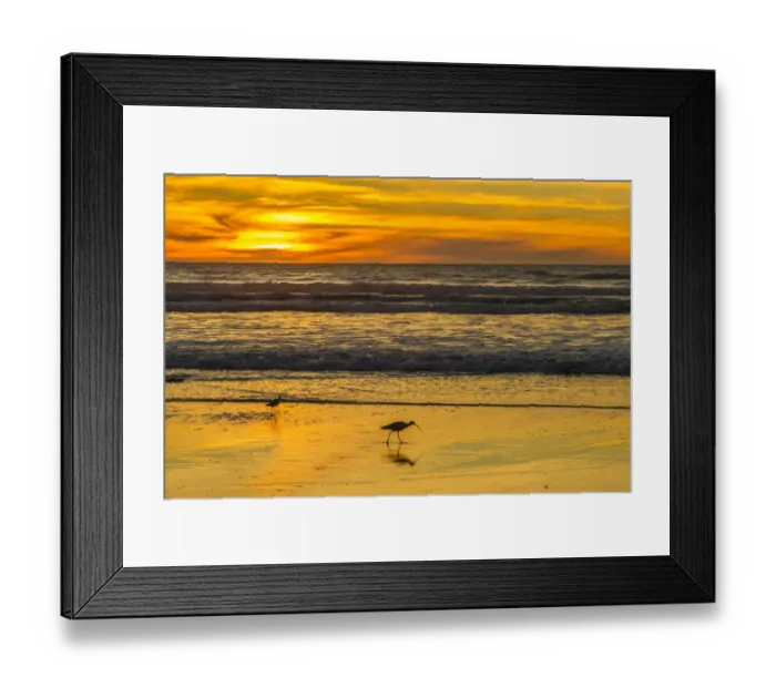 Framed Print : USA, California, San Luis Obispo County. Long-billed curlews feeding at sunset Framed Print : USA, California, San Luis Obispo County. Long-billed curlews feeding at sunset