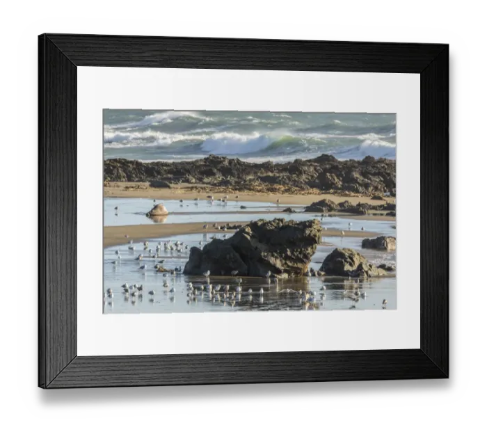 Framed Print : USA, California, San Luis Obispo County. Shorebirds and rocks next to ocean