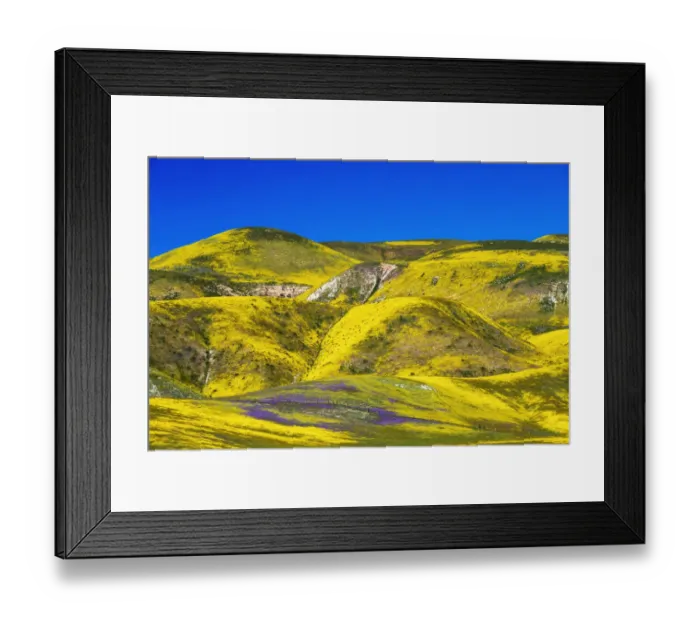 Framed Print : Wildflowers in the Temblor Range, Carrizo Plain National Monument, California, USA Framed Print : Wildflowers in the Temblor Range, Carrizo Plain National Monument, California, USA