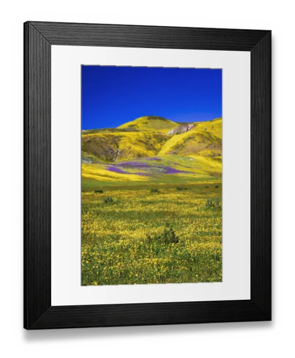 Framed Print : Wildflowers in the Temblor Range, Carrizo Plain National Monument, California, USA Framed Print : Wildflowers in the Temblor Range, Carrizo Plain National Monument, California, USA