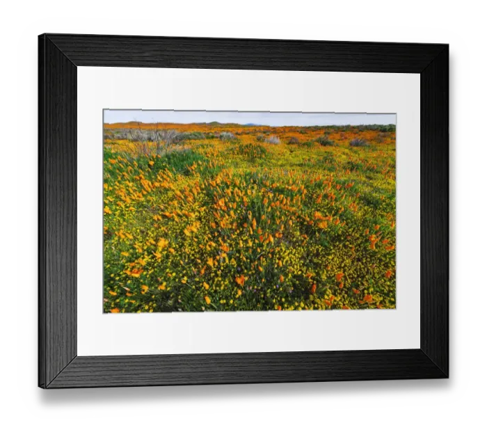 Framed Print : California Poppies and Goldfield, Antelope Valley, California, USA Framed Print : California Poppies and Goldfield, Antelope Valley, California, USA
