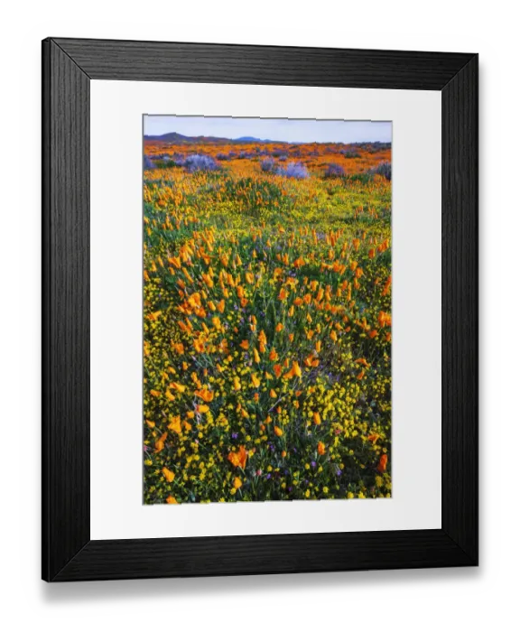 Framed Print : California Poppies and Goldfield, Antelope Valley, California, USA