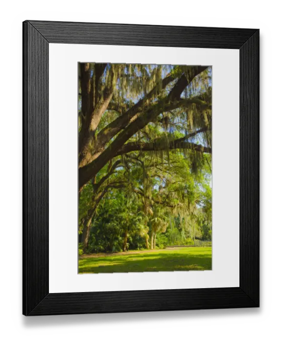 Framed Print : USA, Florida. Tropical garden with palm trees and living oak covered in Spanish moss Framed Print : USA, Florida. Tropical garden with palm trees and living oak covered in Spanish moss