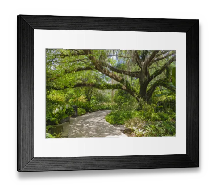 Framed Print : USA, Florida. Tropical garden with palm trees and living oak covered in Spanish moss