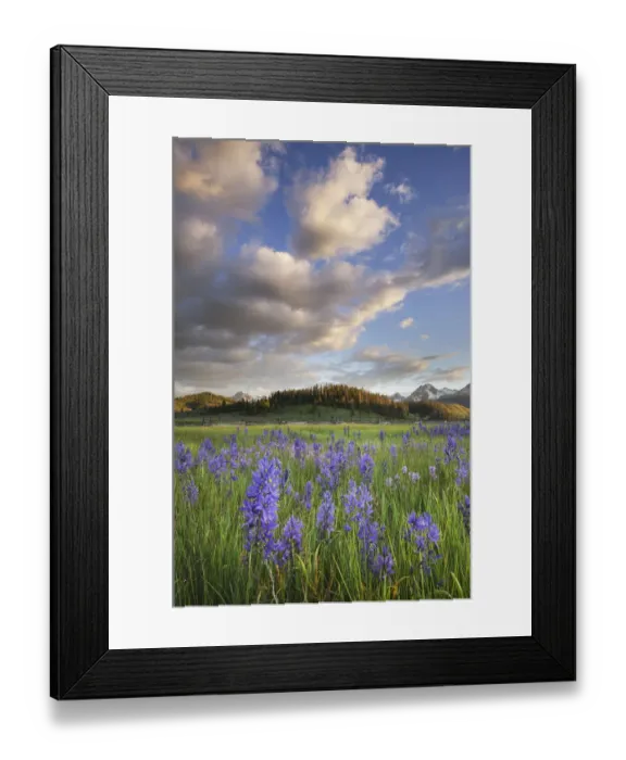 Framed Print : USA, Idaho. Meadows of common camas, Stanley Basin Sawtooth Mountains