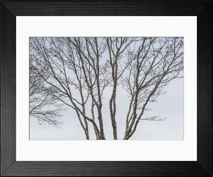 Framed Print : USA, Maine, Mt. Desert Island, Bernard. Tree silhouettes during autumn