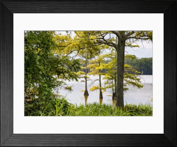 Framed Print : USA, Mississippi. Mississippi River Basin, cypress in Beaverdam Lake