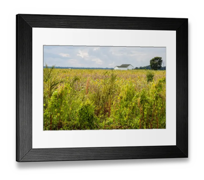 Framed Print : USA, Mississippi. Mississippi River Basin, field between Evansville and Savage Framed Print : USA, Mississippi. Mississippi River Basin, field between Evansville and Savage