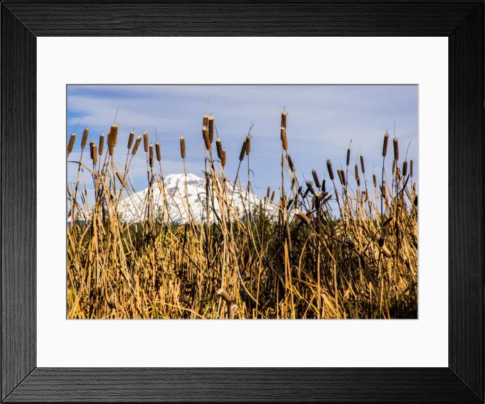 Framed Print : USA, Oregon. Lava Lake, cattails in foreground, Broken Top Mountain in background