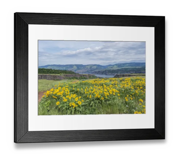 Framed Print : USA, Oregon. Tom McCall Nature Preserve, Rowena Plateau wildflowers