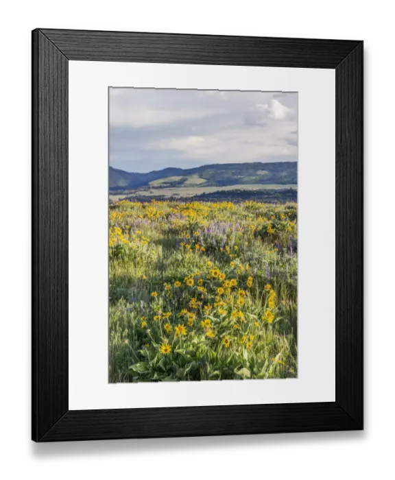 Framed Print : USA, Oregon. Tom McCall Nature Preserve, Rowena Plateau wildflowers Framed Print : USA, Oregon. Tom McCall Nature Preserve, Rowena Plateau wildflowers