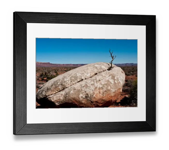 Framed Print : USA, Utah, Bluff. Creosote bush growing from boulder Framed Print : USA, Utah, Bluff. Creosote bush growing from boulder