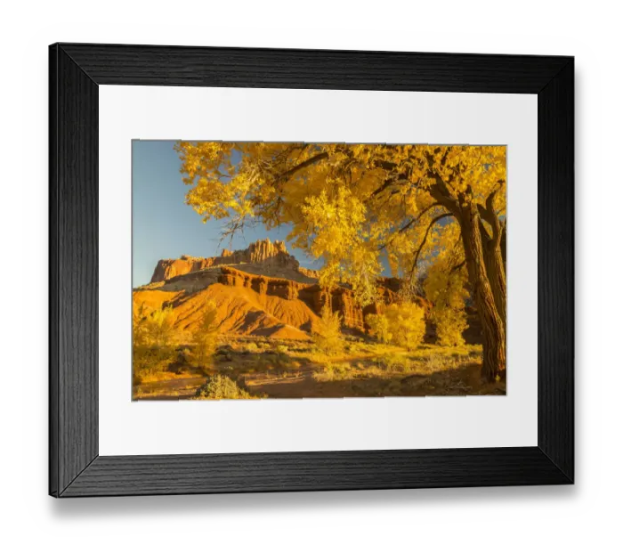 Framed Print : USA, Utah, Capitol Reef National Park. Cottonwood trees and The Castle rock formation Framed Print : USA, Utah, Capitol Reef National Park. Cottonwood trees and The Castle rock formation