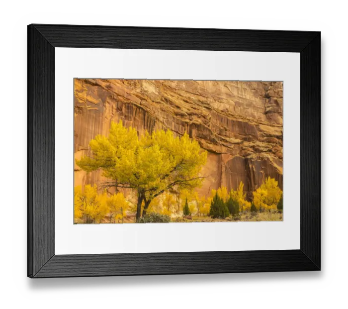 Framed Print : USA, Utah, Capitol Reef National Park. Mountain and cottonwood trees in autumn Framed Print : USA, Utah, Capitol Reef National Park. Mountain and cottonwood trees in autumn