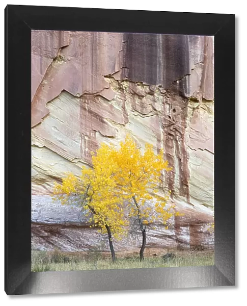 USA, Utah. Young cottonwood and textured canyon wall, Capitol Reef National Park