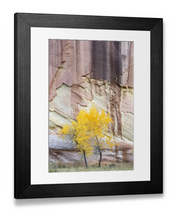 Framed Print : USA, Utah. Young cottonwood and textured canyon wall, Capitol Reef National Park Framed Print : USA, Utah. Young cottonwood and textured canyon wall, Capitol Reef National Park