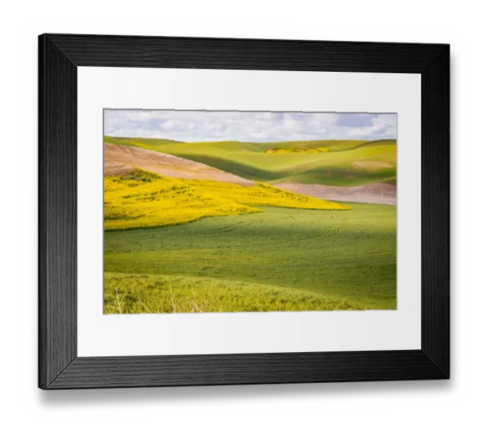Framed Print : USA, Washington State. Palouse Valley, fields of yellow mustard and other crops Framed Print : USA, Washington State. Palouse Valley, fields of yellow mustard and other crops