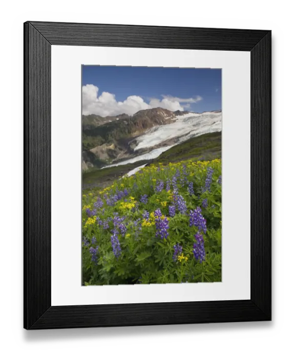 Framed Print : USA, Washington State. Bastille Ridge and Coleman Glacier from Meadows of Heliotrope