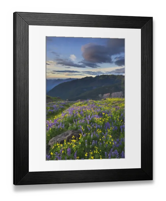 Framed Print : USA, Washington State. Bastille Ridge and Coleman Glacier from meadows of Heliotrope Framed Print : USA, Washington State. Bastille Ridge and Coleman Glacier from meadows of Heliotrope