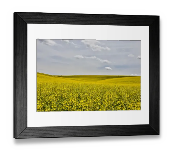 Framed Print : USA, Washington State, Palouse. Canola field in Pullman Framed Print : USA, Washington State, Palouse. Canola field in Pullman